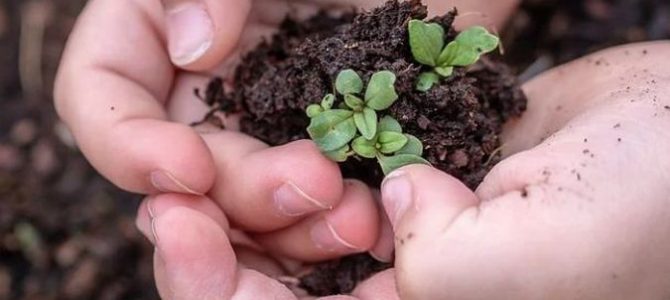 Un seme contro le CO2, così nasce la Foresta della Staffetta