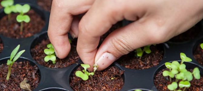 Staffetta Day: dall’11 Ottobre piantiamo un seme contro le CO2